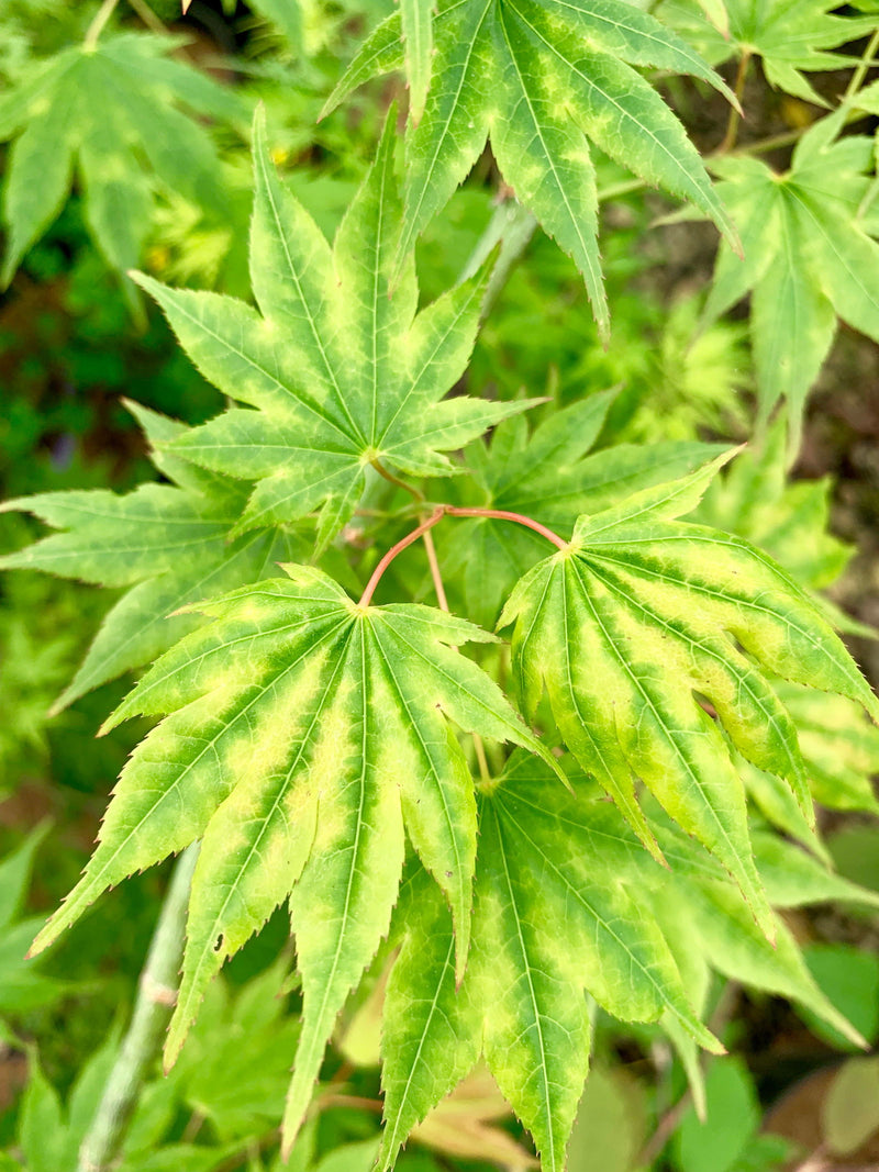 - Acer shirasawanum 'Magic Moon' Japanese Maple - Mr Maple │ Buy Japanese Maple Trees