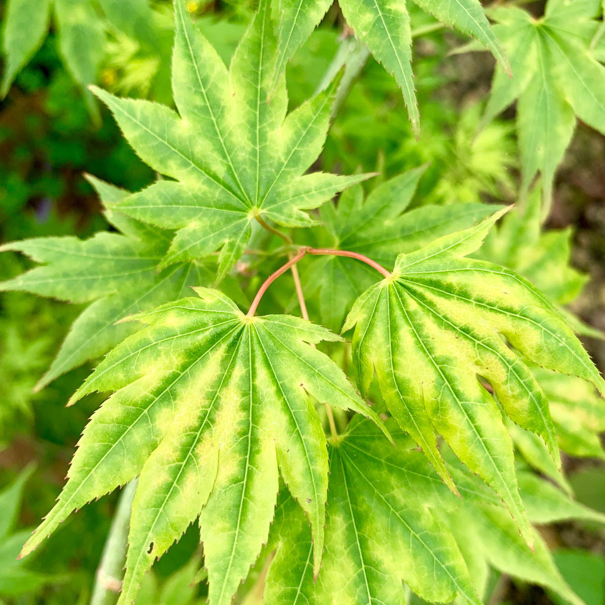 Buy Acer shirasawanum 'Magic Moon' Japanese Maple — Mr Maple │ Buy ...