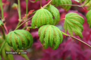 - Acer shirasawanum 'Magic Moon' Japanese Maple - Mr Maple │ Buy Japanese Maple Trees