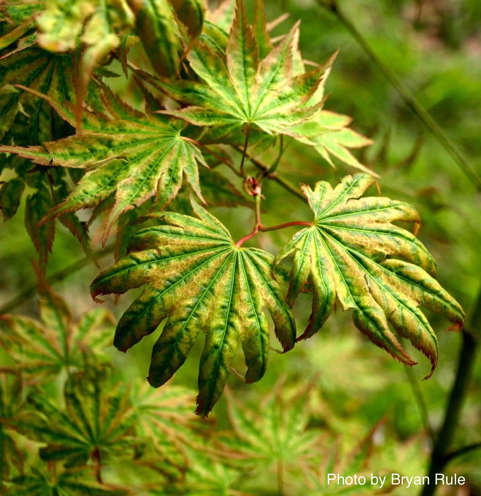 Buy Acer shirasawanum 'Magic Moon' Japanese Maple — Mr Maple │ Buy ...