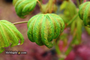 - Acer shirasawanum 'Magic Moon' Japanese Maple - Mr Maple │ Buy Japanese Maple Trees