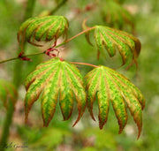 - Acer shirasawanum 'Magic Moon' Japanese Maple - Mr Maple │ Buy Japanese Maple Trees