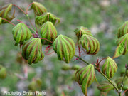 - Acer shirasawanum 'Magic Moon' Japanese Maple - Mr Maple │ Buy Japanese Maple Trees