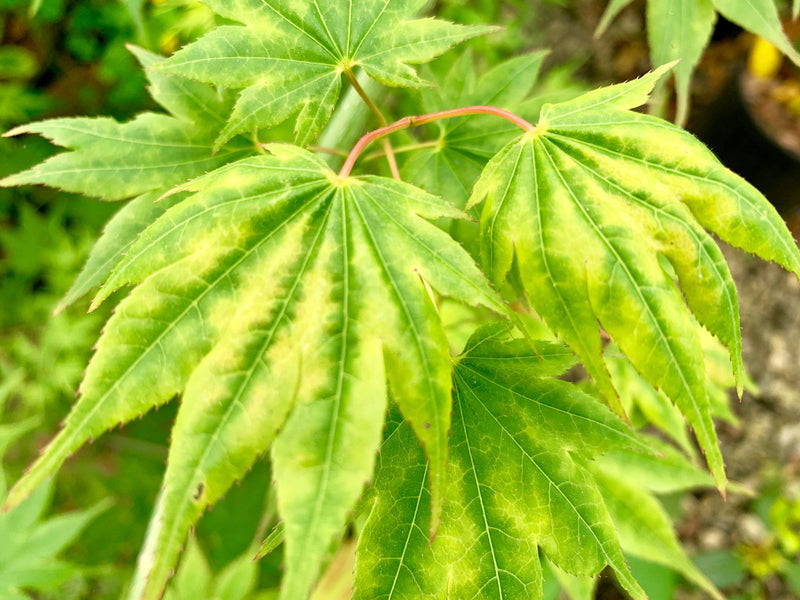 - Acer shirasawanum 'Magic Moon' Japanese Maple - Mr Maple │ Buy Japanese Maple Trees