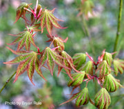 - Acer shirasawanum 'Magic Moon' Japanese Maple - Mr Maple │ Buy Japanese Maple Trees