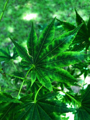 - Acer shirasawanum 'Magic Moon' Japanese Maple - Mr Maple │ Buy Japanese Maple Trees