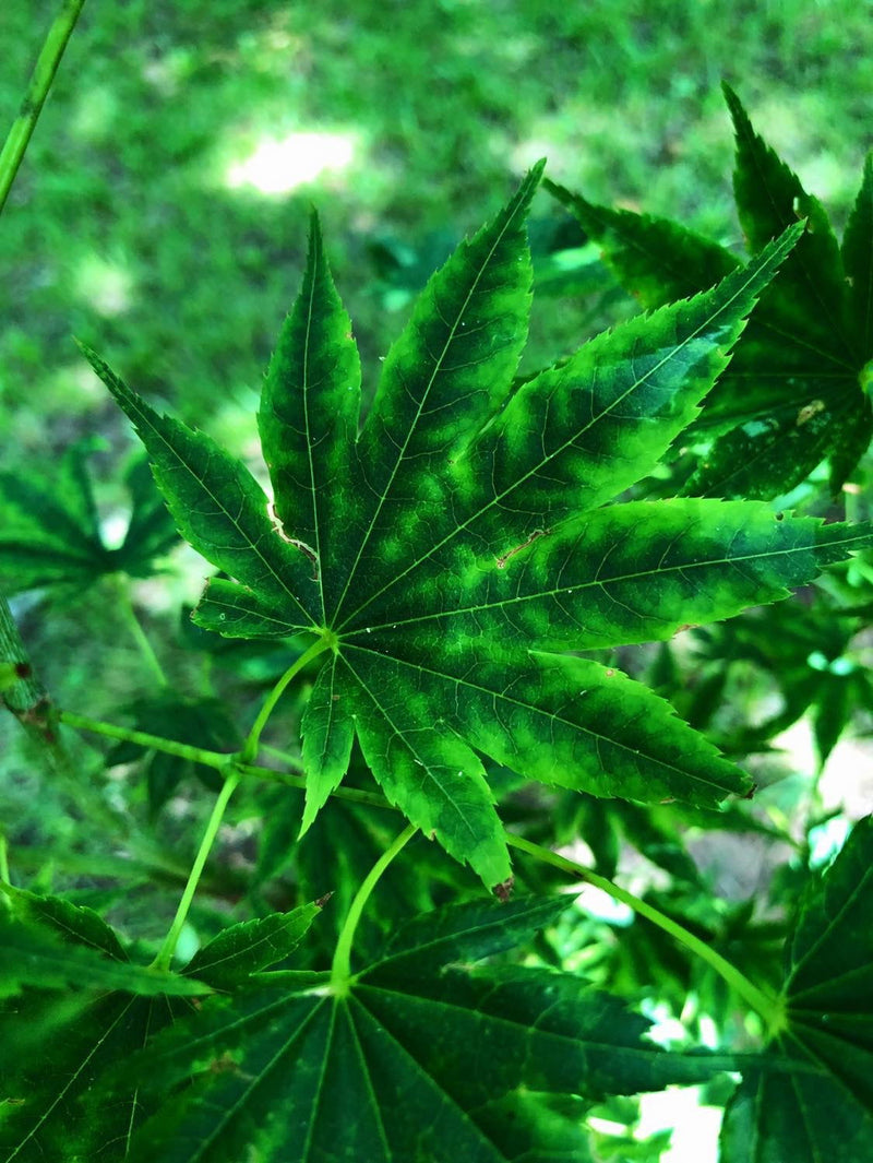 - Acer shirasawanum 'Magic Moon' Japanese Maple - Mr Maple │ Buy Japanese Maple Trees