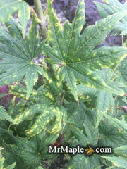 - Acer shirasawanum 'Magic Moon' Japanese Maple - Mr Maple │ Buy Japanese Maple Trees