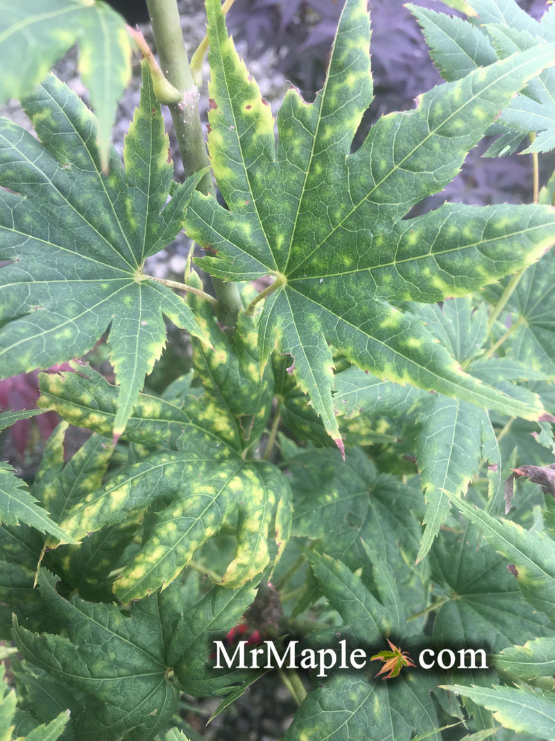 - Acer shirasawanum 'Magic Moon' Japanese Maple - Mr Maple │ Buy Japanese Maple Trees