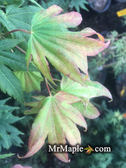 - Acer shirasawanum 'Magic Moon' Japanese Maple - Mr Maple │ Buy Japanese Maple Trees