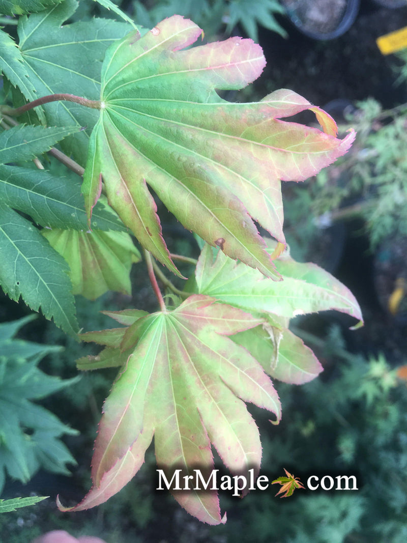 - Acer shirasawanum 'Magic Moon' Japanese Maple - Mr Maple │ Buy Japanese Maple Trees