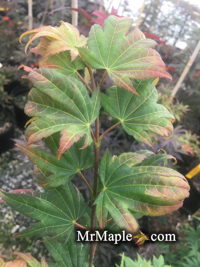 - Acer shirasawanum 'Magic Moon' Japanese Maple - Mr Maple │ Buy Japanese Maple Trees