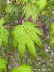 - Acer shirasawanum 'Magic Moon' Japanese Maple - Mr Maple │ Buy Japanese Maple Trees