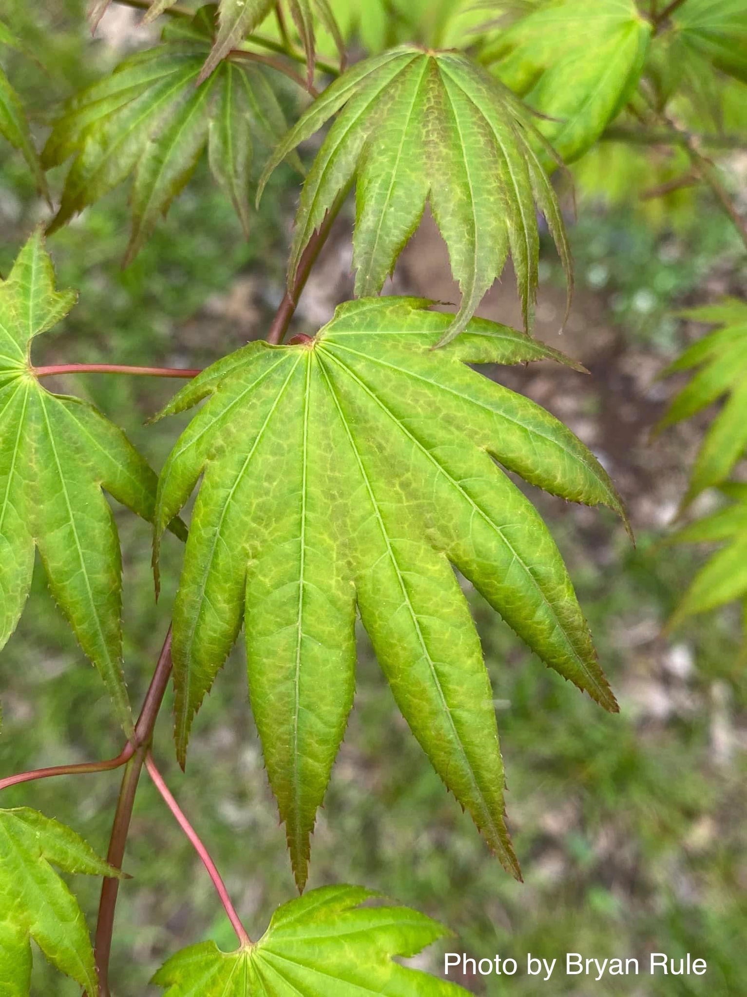 Buy Acer shirasawanum 'Magic Moon' Japanese Maple — Mr Maple │ Buy ...