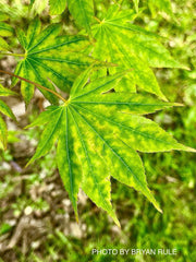 - Acer shirasawanum 'Magic Moon' Japanese Maple - Mr Maple │ Buy Japanese Maple Trees