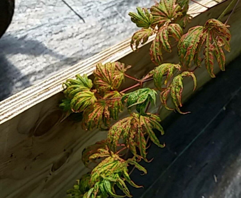 - Acer shirasawanum 'Magic Moon' Japanese Maple - Mr Maple │ Buy Japanese Maple Trees