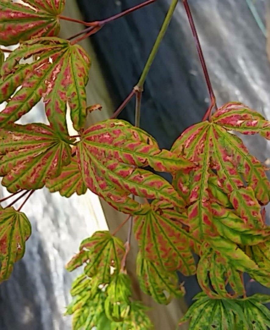 Buy Acer shirasawanum 'Magic Moon' Japanese Maple — Mr Maple │ Buy ...