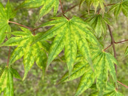 - Acer shirasawanum 'Magic Moon' Japanese Maple - Mr Maple │ Buy Japanese Maple Trees