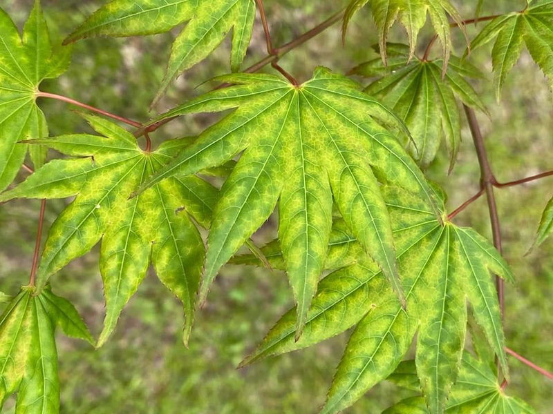 - Acer shirasawanum 'Magic Moon' Japanese Maple - Mr Maple │ Buy Japanese Maple Trees