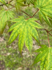 - Acer shirasawanum 'Magic Moon' Japanese Maple - Mr Maple │ Buy Japanese Maple Trees