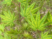 - Acer shirasawanum 'Magic Moon' Japanese Maple - Mr Maple │ Buy Japanese Maple Trees