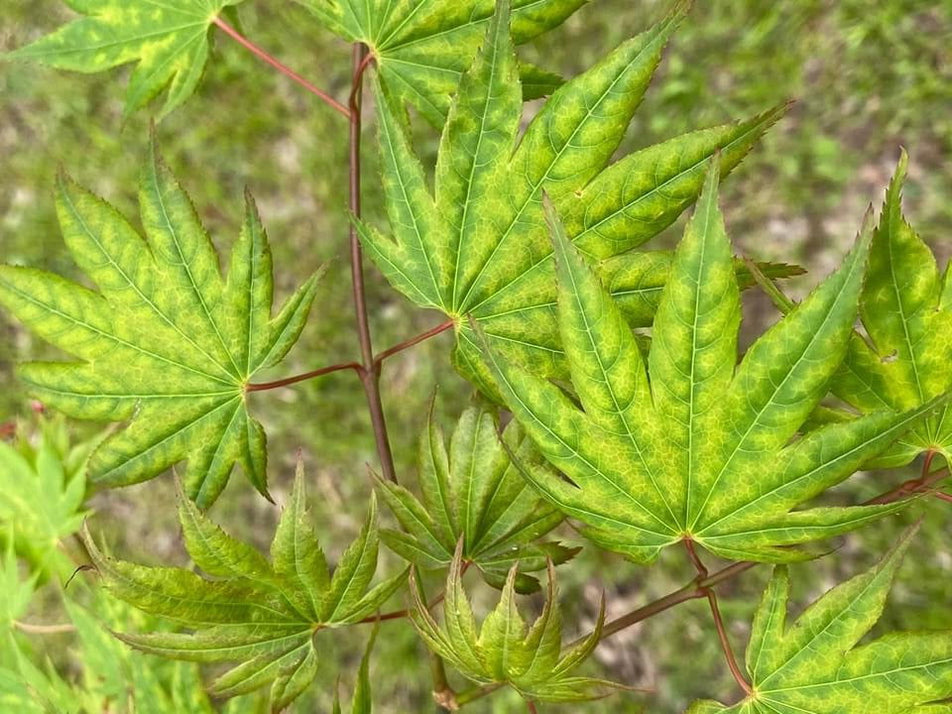 Buy Acer shirasawanum 'Magic Moon' Japanese Maple — Mr Maple │ Buy ...
