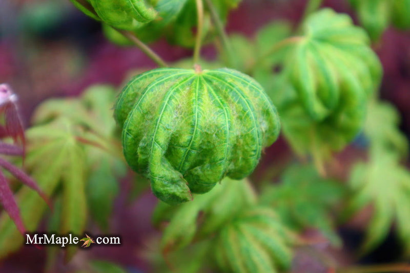 - Acer shirasawanum 'Magic Moon' Japanese Maple - Mr Maple │ Buy Japanese Maple Trees
