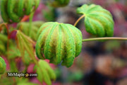 - Acer shirasawanum 'Magic Moon' Japanese Maple - Mr Maple │ Buy Japanese Maple Trees