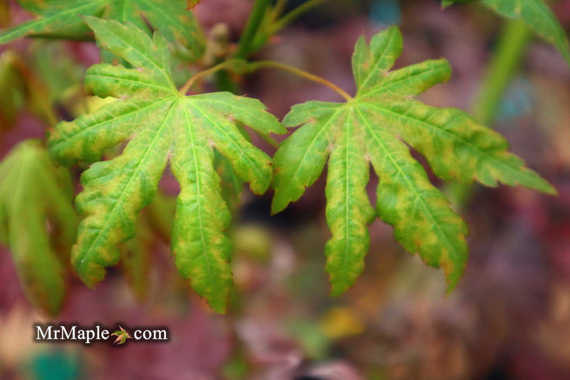 - Acer shirasawanum 'Magic Moon' Japanese Maple - Mr Maple │ Buy Japanese Maple Trees