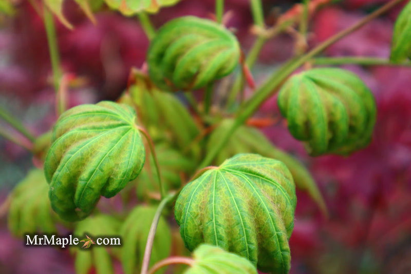 - Acer shirasawanum 'Magic Moon' Japanese Maple - Mr Maple │ Buy Japanese Maple Trees