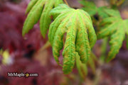 - Acer shirasawanum 'Magic Moon' Japanese Maple - Mr Maple │ Buy Japanese Maple Trees