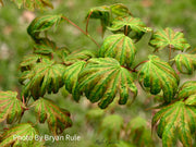 - Acer shirasawanum 'Magic Moon' Japanese Maple - Mr Maple │ Buy Japanese Maple Trees