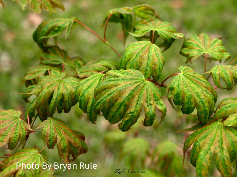 - Acer shirasawanum 'Magic Moon' Japanese Maple - Mr Maple │ Buy Japanese Maple Trees