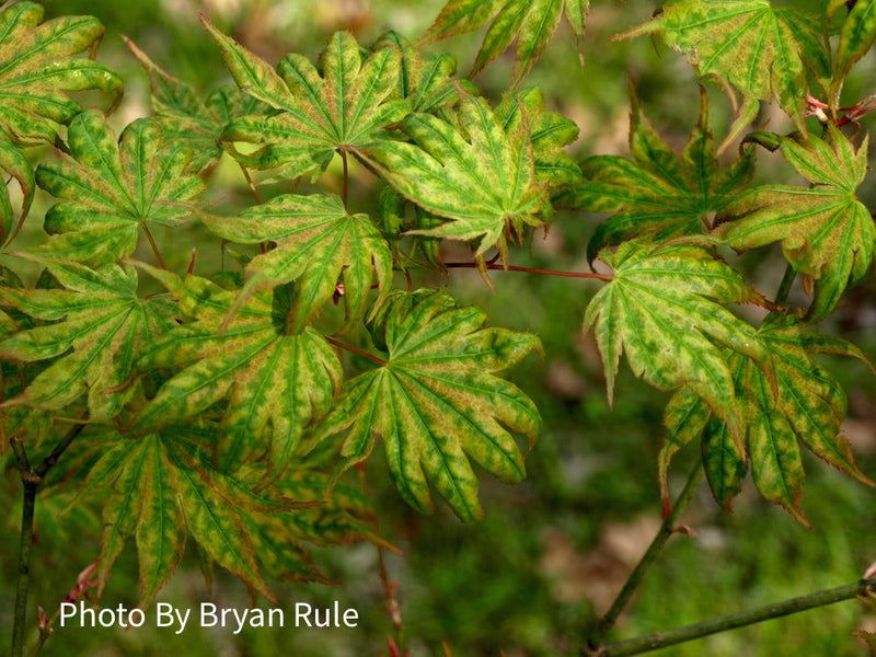 - Acer shirasawanum 'Magic Moon' Japanese Maple - Mr Maple │ Buy Japanese Maple Trees