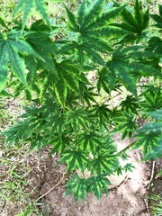 - Acer shirasawanum 'Magic Moon' Japanese Maple - Mr Maple │ Buy Japanese Maple Trees