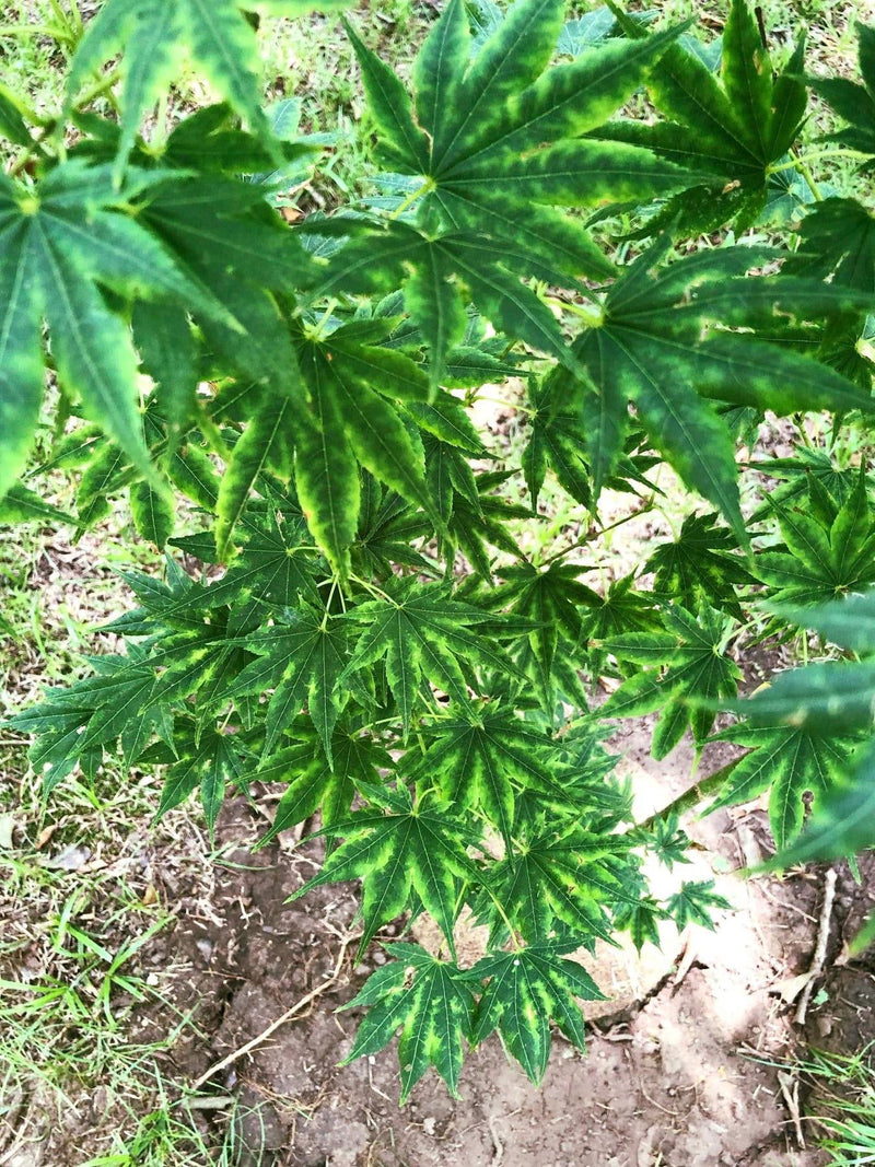 - Acer shirasawanum 'Magic Moon' Japanese Maple - Mr Maple │ Buy Japanese Maple Trees