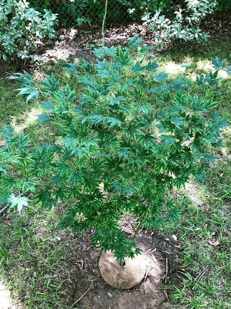 - Acer shirasawanum 'Magic Moon' Japanese Maple - Mr Maple │ Buy Japanese Maple Trees