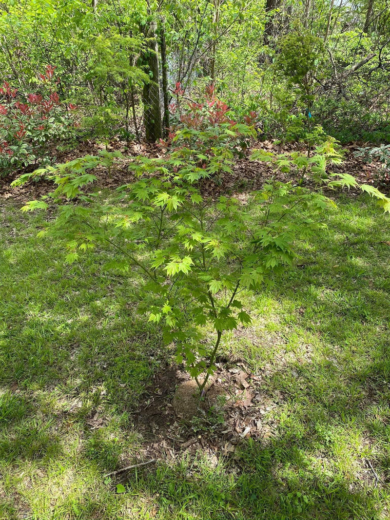 - Acer shirasawanum 'Magic Moon' Japanese Maple - Mr Maple │ Buy Japanese Maple Trees