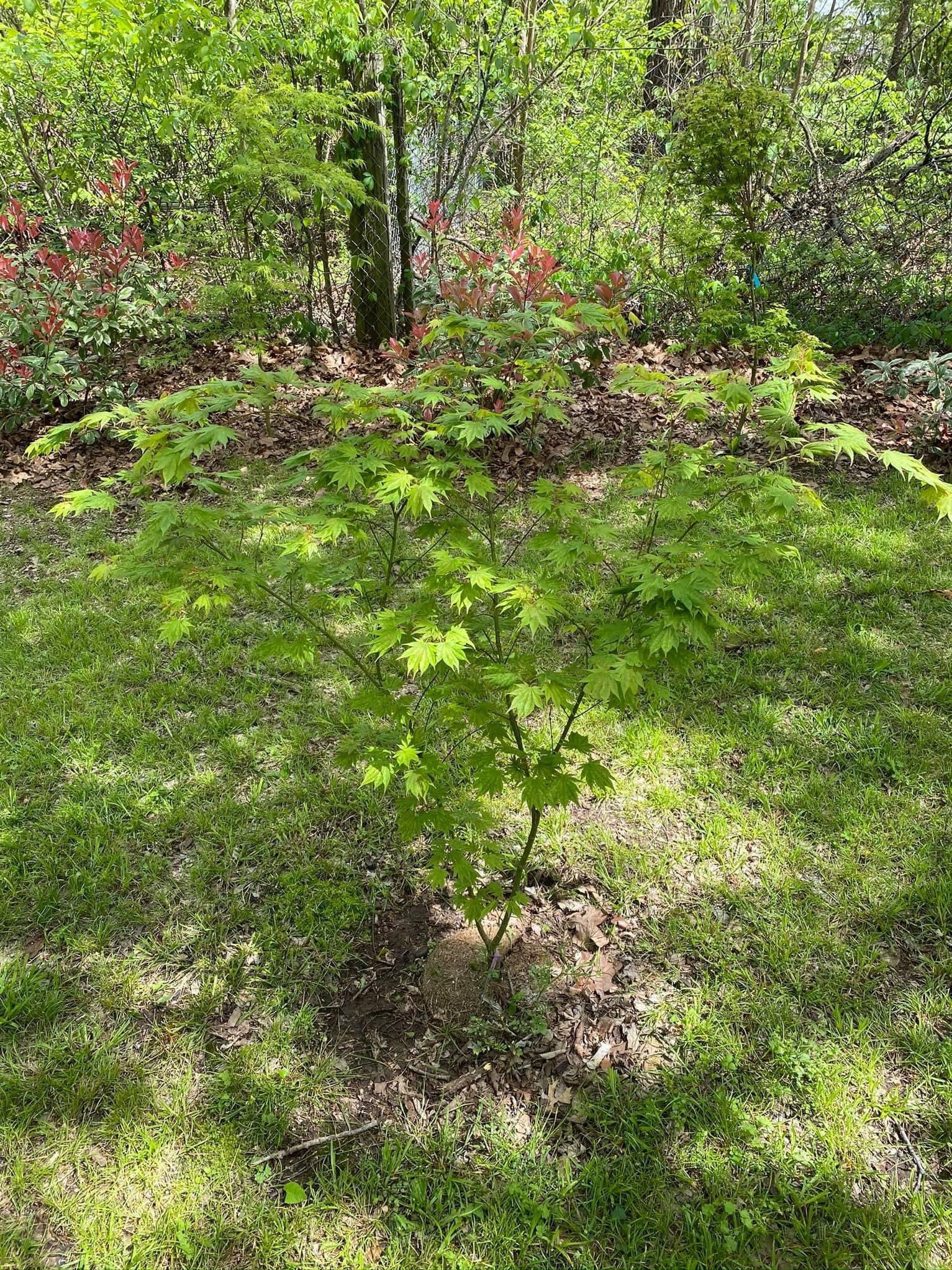 Buy Acer shirasawanum 'Magic Moon' Japanese Maple — Mr Maple │ Buy ...
