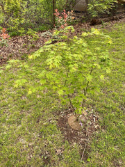 - Acer shirasawanum 'Magic Moon' Japanese Maple - Mr Maple │ Buy Japanese Maple Trees