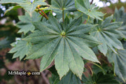 - Acer shirasawanum 'Microphyllum' Full Moon Japanese Maple - Mr Maple │ Buy Japanese Maple Trees