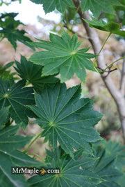 - Acer shirasawanum 'Microphyllum' Full Moon Japanese Maple - Mr Maple │ Buy Japanese Maple Trees