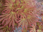 - Acer shirasawanum 'Mikado' Japanese Maple - Mr Maple │ Buy Japanese Maple Trees
