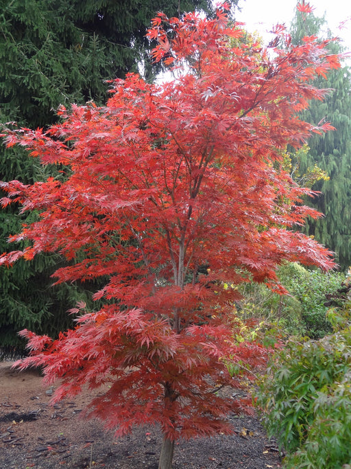 - Acer shirasawanum 'Mikado' Japanese Maple - Mr Maple │ Buy Japanese Maple Trees