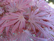 - Acer shirasawanum 'Mikado' Japanese Maple - Mr Maple │ Buy Japanese Maple Trees