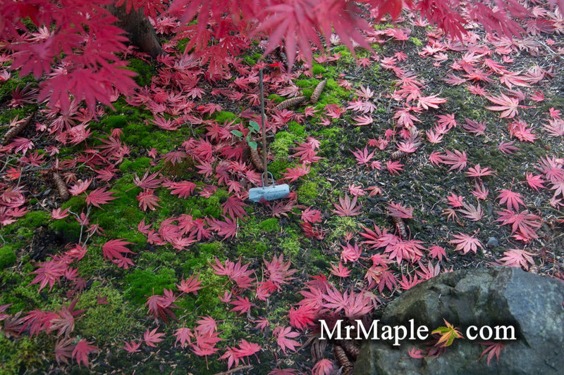 - Acer shirasawanum 'Mikado' Japanese Maple - Mr Maple │ Buy Japanese Maple Trees
