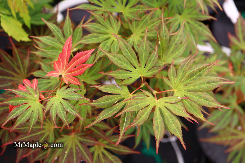 - Acer shirasawanum 'Mikado' Japanese Maple - Mr Maple │ Buy Japanese Maple Trees