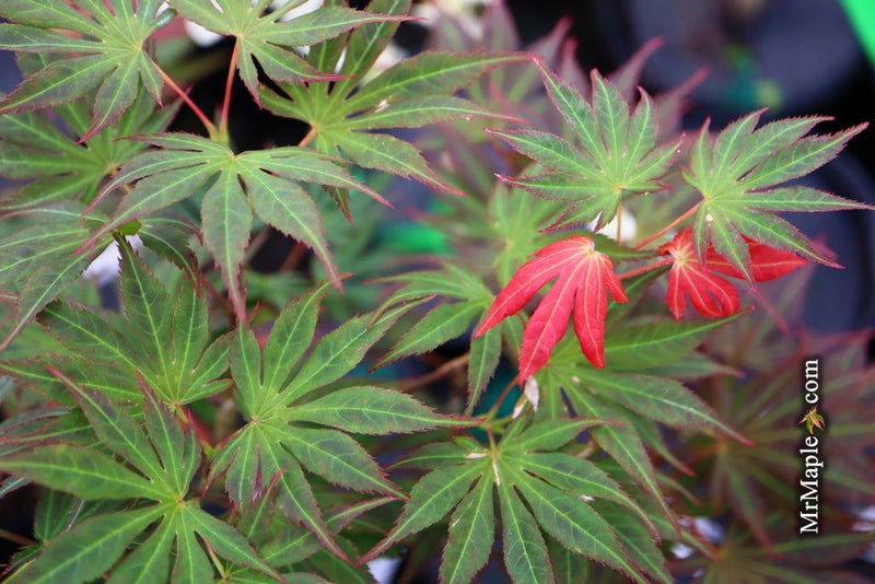 - Acer shirasawanum 'Mikado' Japanese Maple - Mr Maple │ Buy Japanese Maple Trees