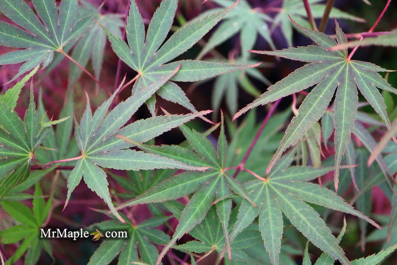 - Acer shirasawanum 'Mirte' Full Moon Japanese Maple - Mr Maple │ Buy Japanese Maple Trees
