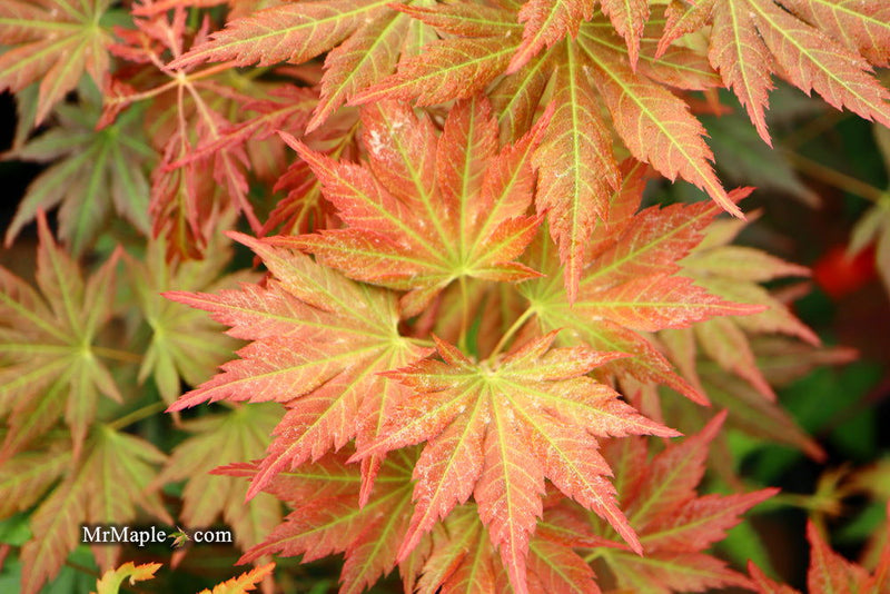 - Acer shirasawanum 'Mirte' Full Moon Japanese Maple - Mr Maple │ Buy Japanese Maple Trees
